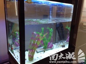 全新与闲置 鱼缸与孕产期母婴用品的巧妙搭配指南